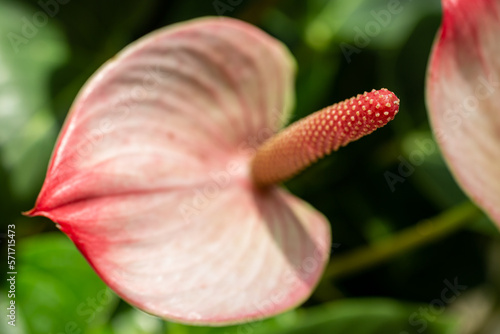 Blooming anthurium in a flower bed on a bright day photo