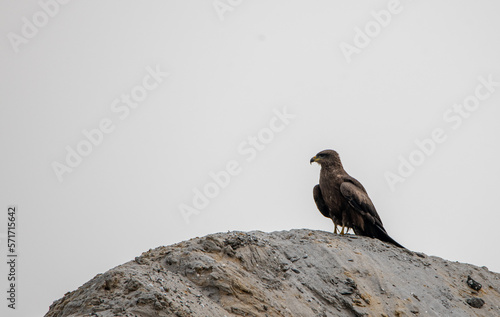 A black kite perched upon a rock