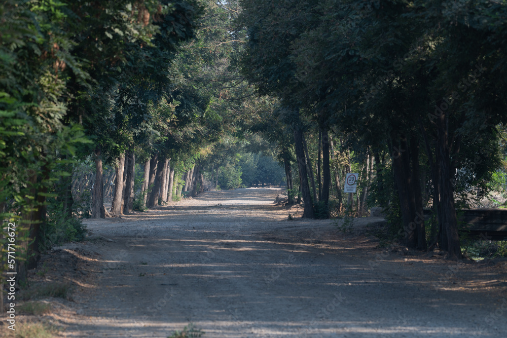 road on middle of trees green forest walking road on middle of trees green forest walking