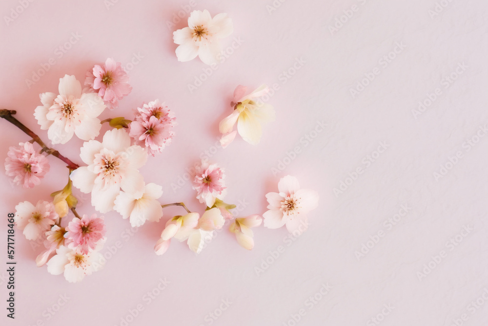 Sakura Blossom Background - Delicate sakura flowers against a soft pastel background - Generative AI technology