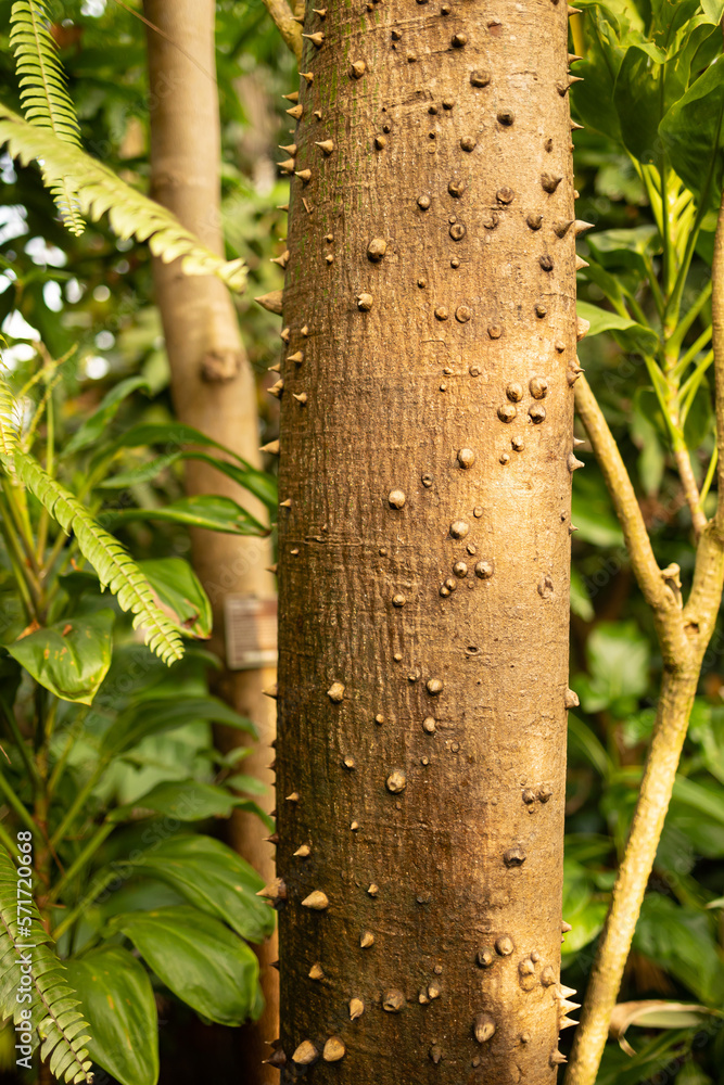 Ceiba speciosa, the floss silk tree is a species of deciduous tree. The