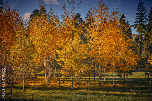 Birches with golden leaves in autumn in public park. Autumn landscape. Birches in the forest in autumn as a background