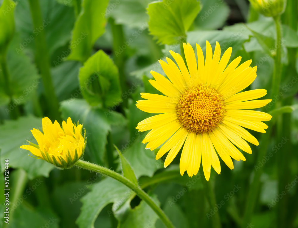 Decorative flower: Eastern Omieg - a plant species belonging to the asteraceae family. In the natural environment, it occurs in forests and sparse thickets in Asia Minor and south-eastern Europe. Decorative flower: Eastern Omieg - a plant species belonging to the asteraceae family. In the natural environment, it occurs in forests and sparse thickets in Asia Minor and south-eastern Europe.