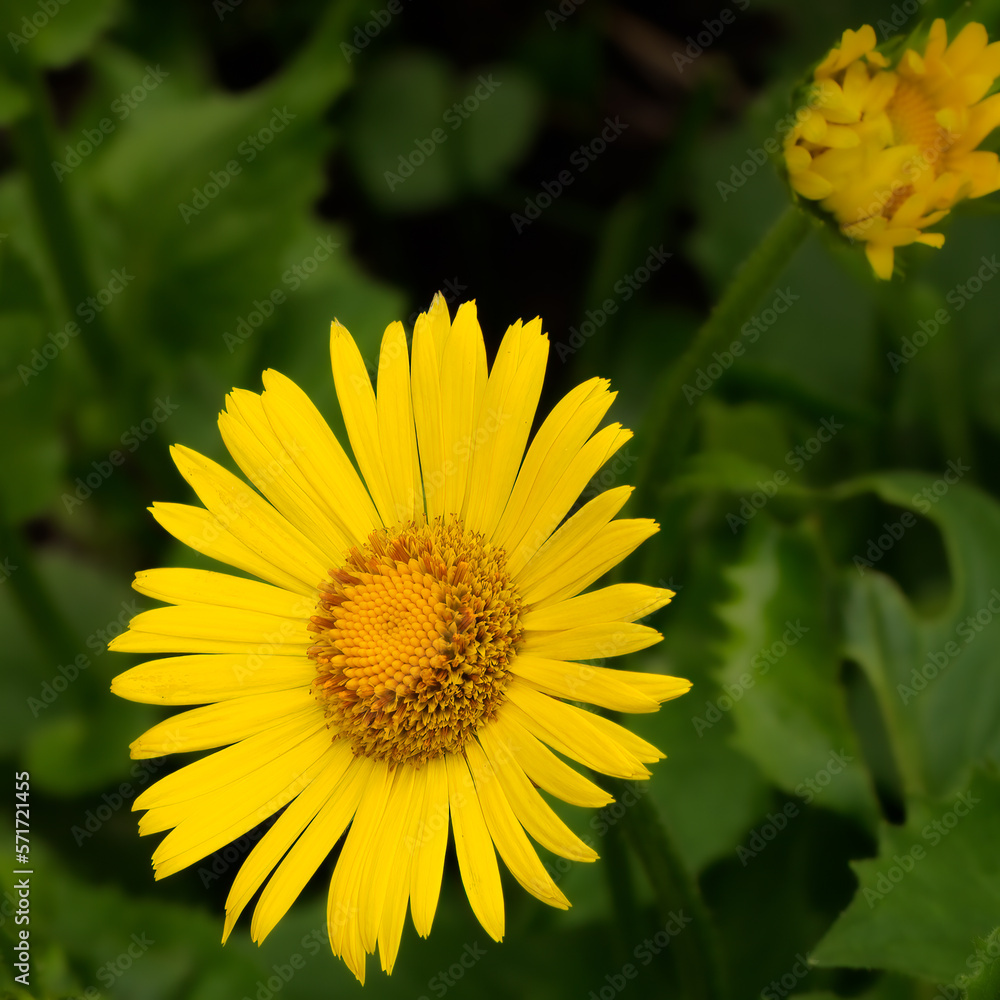 Obraz premium Decorative flower: Eastern Omieg - a plant species belonging to the asteraceae family. In the natural environment, it occurs in forests and sparse thickets in Asia Minor and south-eastern Europe.