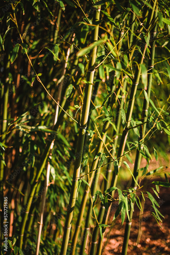 Bamboo in a chinese garden at spring, in Germany Bamboo in a chinese garden at spring, in Germany