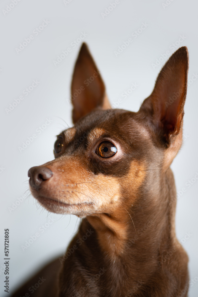 Portrait of a very smart dog in the studio, grey background Portrait of a very smart dog in the studio, grey background