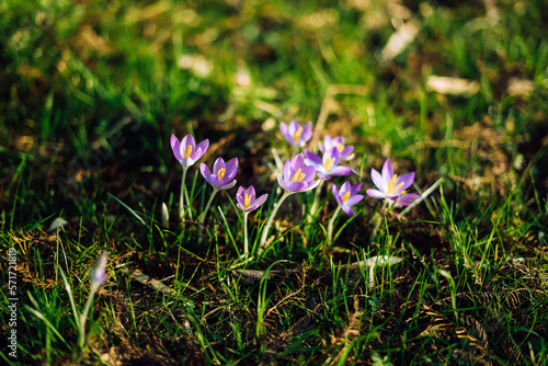 Close-up of lovely crocuses blooming in spring, Germany