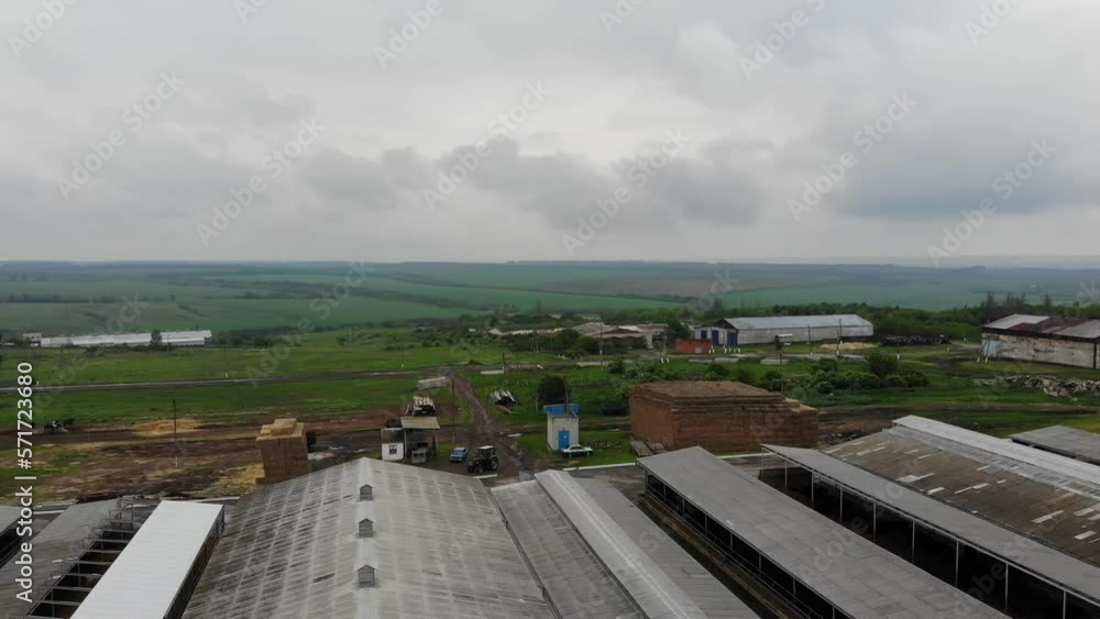 dairy farm aerial view 4K with cows and horses. flying over ukrainian cow fam dairy farm aerial view 4K with cows and horses. flying over ukrainian cow fam