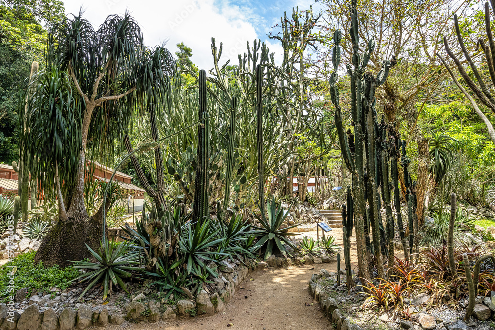 Beautiful view of the flora in the Botanical Garden, Jardim Botanico of Rio de Janeiro, Brazil Beautiful view of the flora in the Botanical Garden, Jardim Botanico of Rio de Janeiro, Brazil