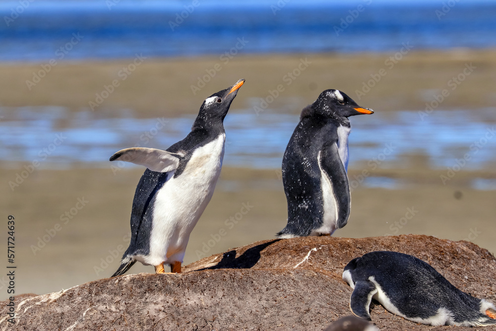 Obraz premium Bluff Cove, Falkland Islands, UK