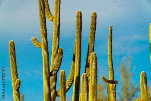 Row of saguaro or mexican cactuses in tuscon arizona sonora desert in sabino national park with blue sky background