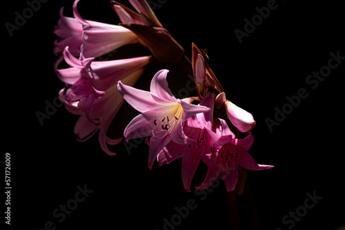 Amaryllis belladonna with black background