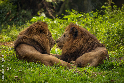 Two lions lying in the grass together, Indonesia