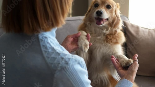Smart red dog gives a paw to his elderly mistress and executes commands. Friendship between people and animals.