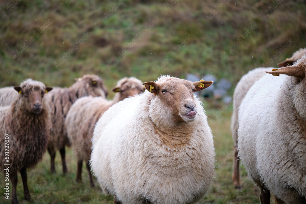 Fototapeta premium cheeky sheep