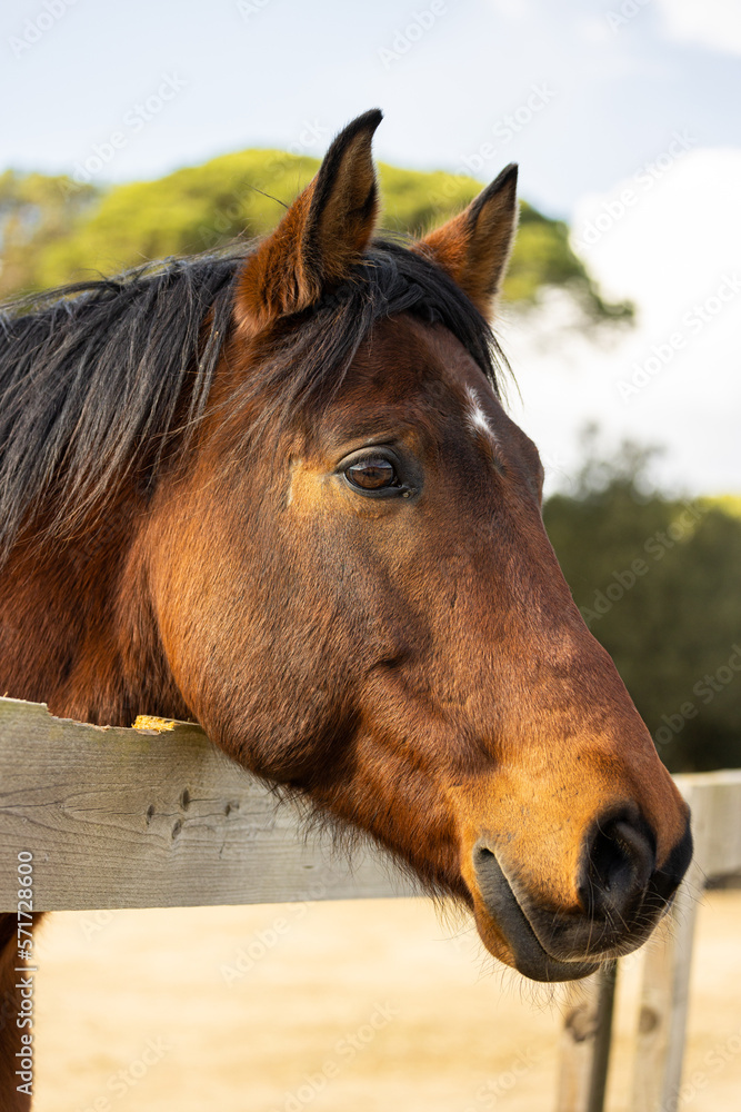 Obraz premium La gracia y la serenidad de un caballo blanco deleitándose con su comida. Vive la armonía natural y experimenta la paz que solo estos magníficos animales pueden transmitir.