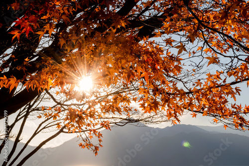 Beautiful autumn scene at Toyko  Japan 