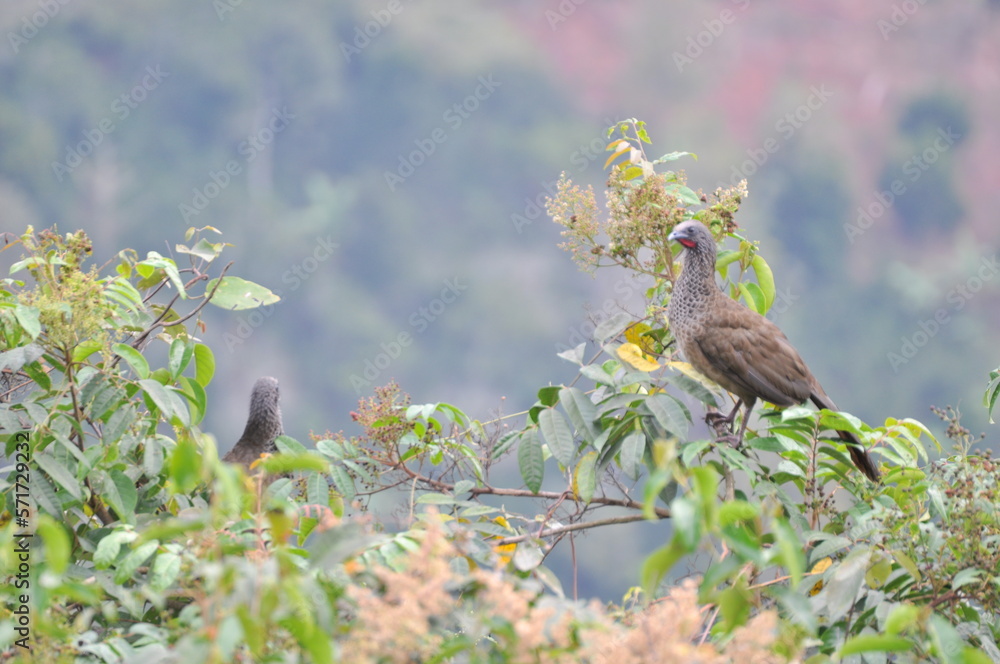 Fototapeta premium bird on a branch
