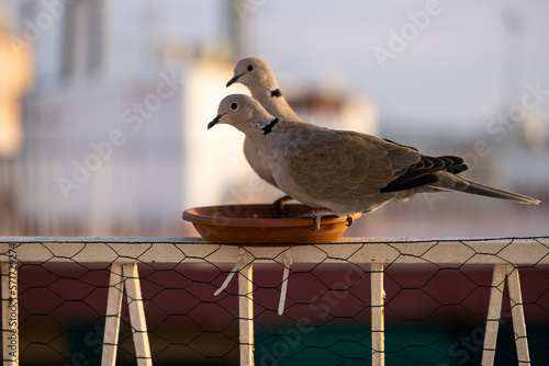 Streptopelia decaocto - Tórtola turca
Pájaro alimentándose en un comedero de ciudad casero. photo