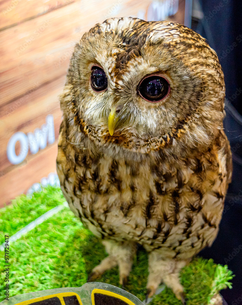 Fototapeta premium A close portrait of tawny owl