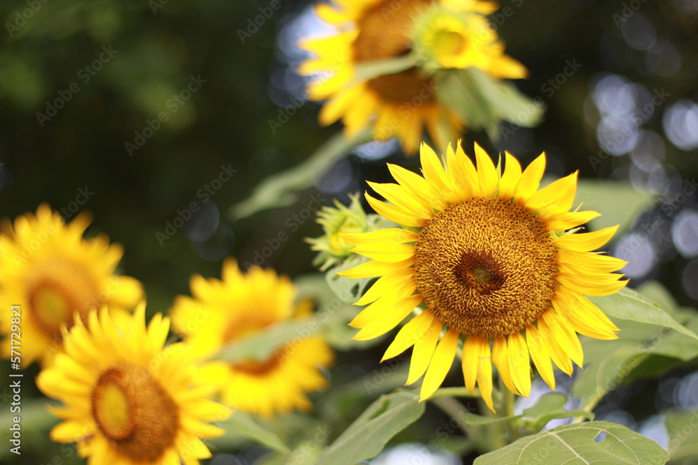 Beautiful sunflower on a sunny day with a natural background. Selective focus. High quality photo. Beautiful sunflower on a sunny day with a natural background. Selective focus. High quality photo.