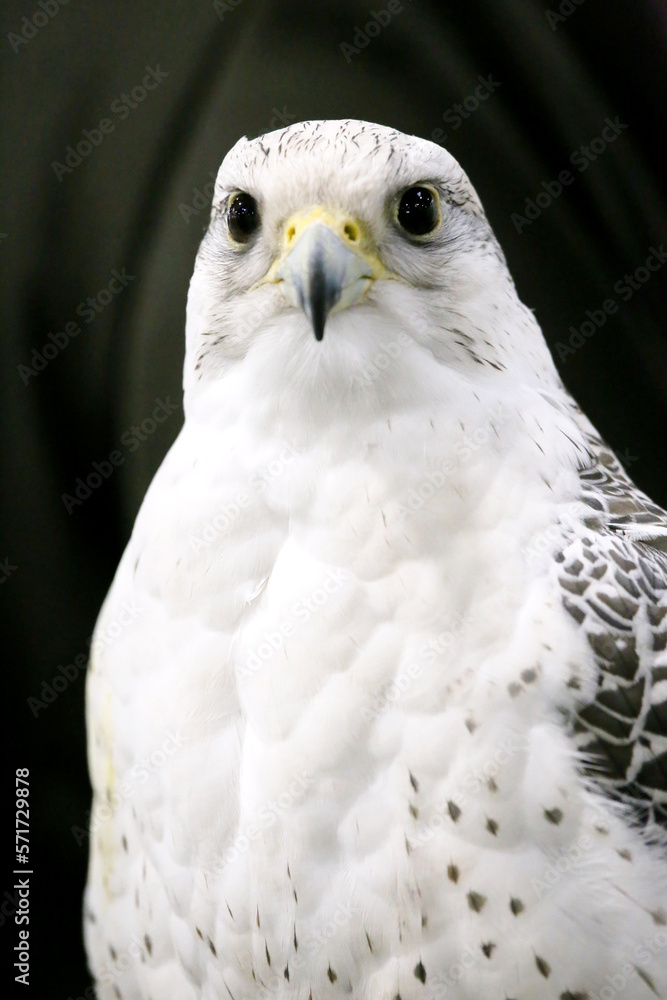 Closeup of a beautiful young gyrfalcon Closeup of a beautiful young gyrfalcon