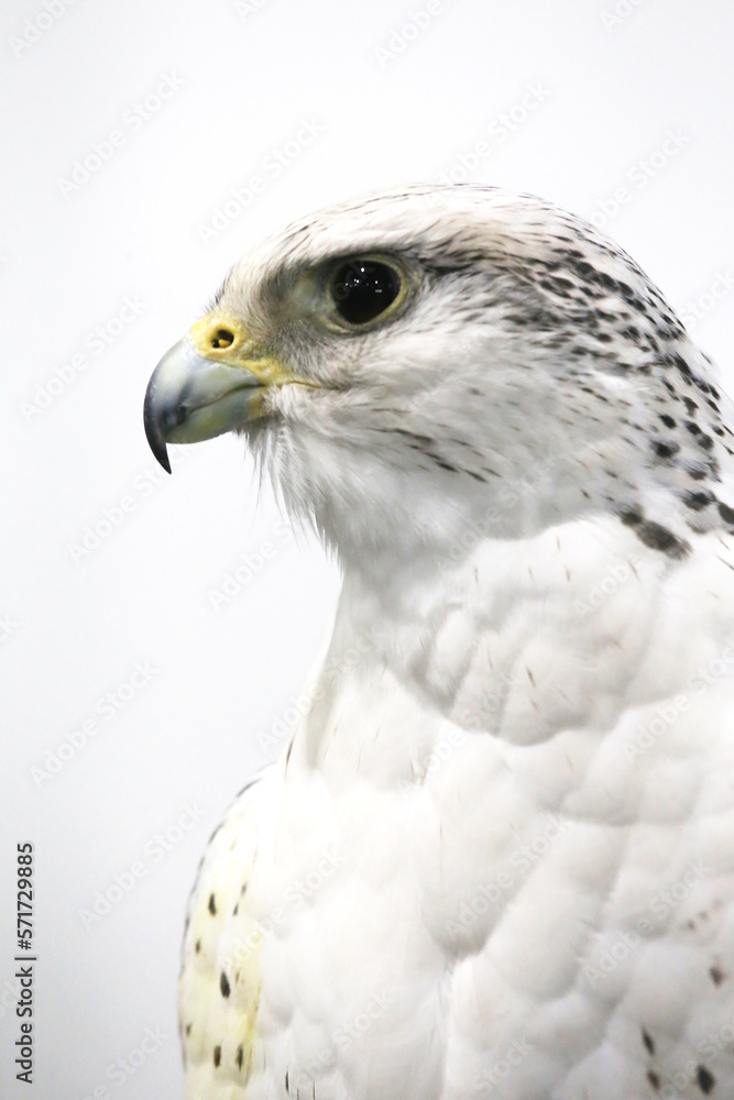 Closeup of a beautiful young gyrfalcon Closeup of a beautiful young gyrfalcon