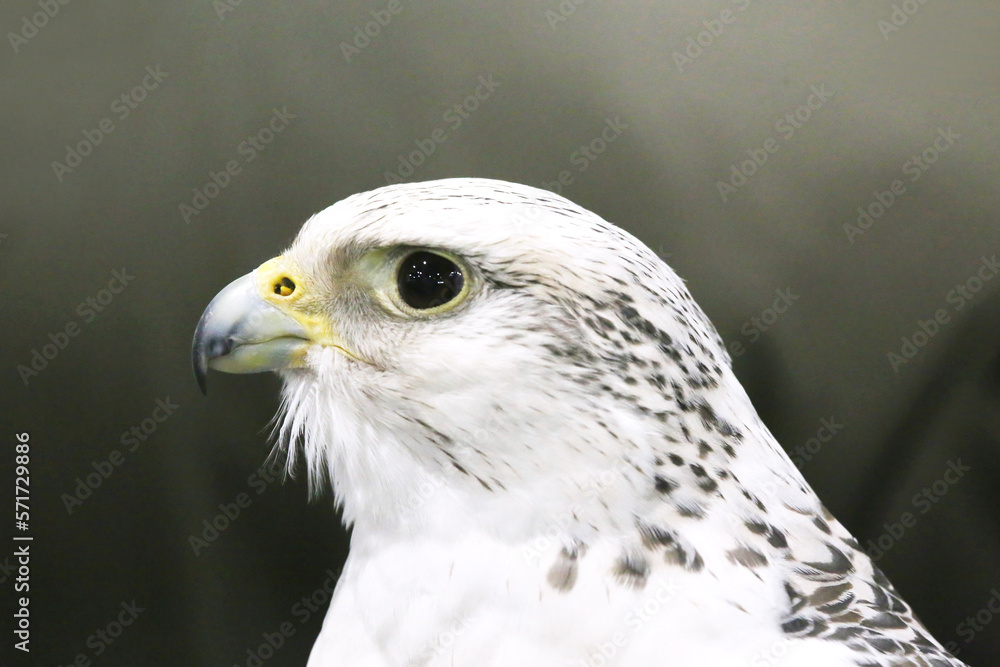Closeup of a beautiful young gyrfalcon Closeup of a beautiful young gyrfalcon