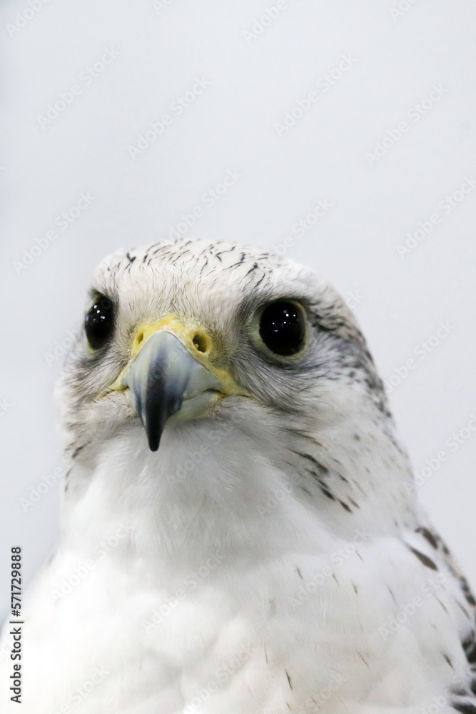 Closeup of a beautiful young gyrfalcon Closeup of a beautiful young gyrfalcon