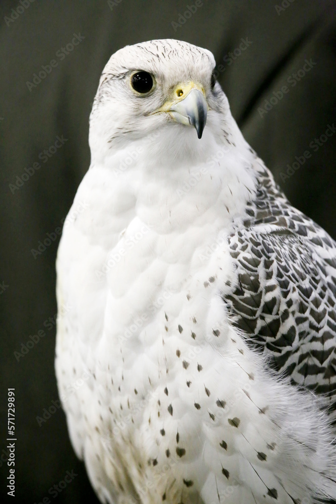Closeup of a beautiful young gyrfalcon Closeup of a beautiful young gyrfalcon
