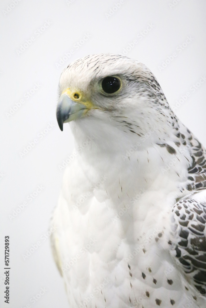 Closeup of a beautiful young gyrfalcon Closeup of a beautiful young gyrfalcon