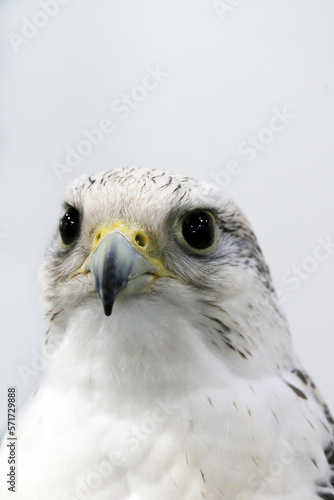 Closeup of a beautiful young gyrfalcon