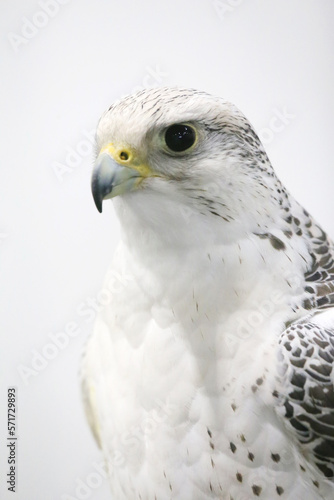 Closeup of a beautiful young gyrfalcon