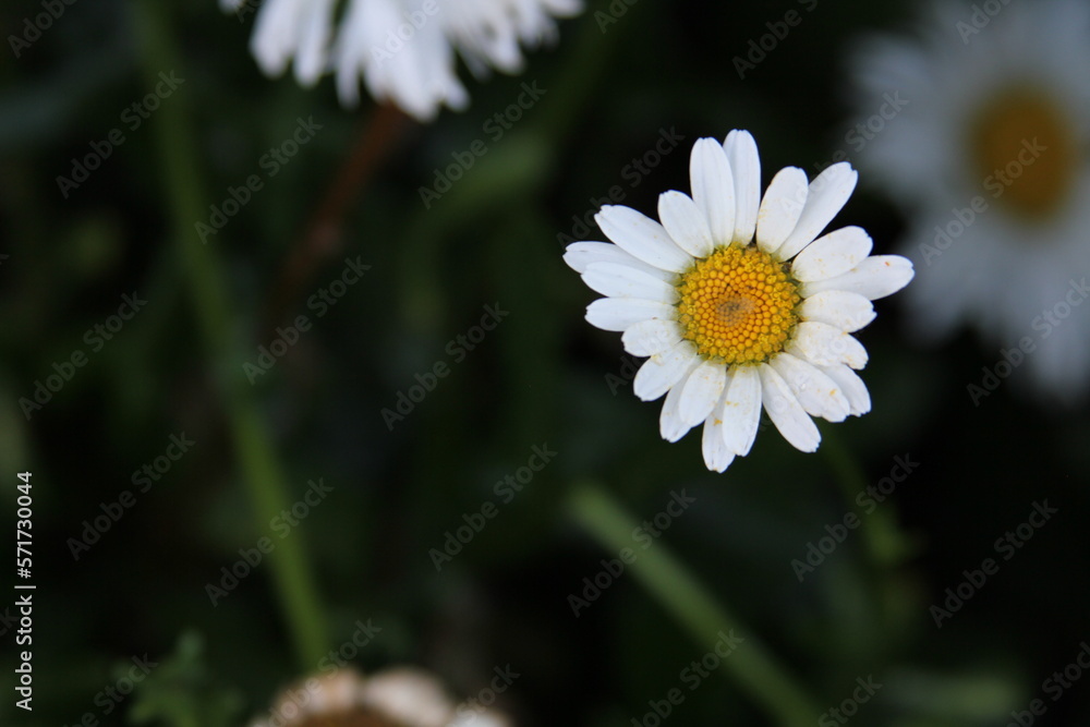 Obraz premium daisy blooming
