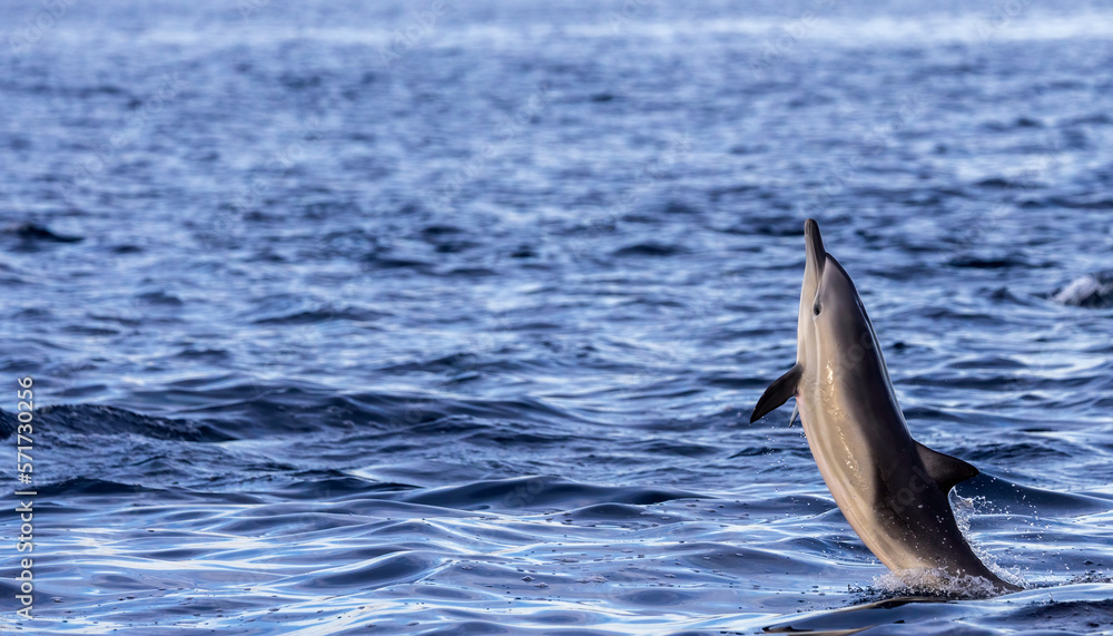Fototapeta premium dolphin jumping out of water