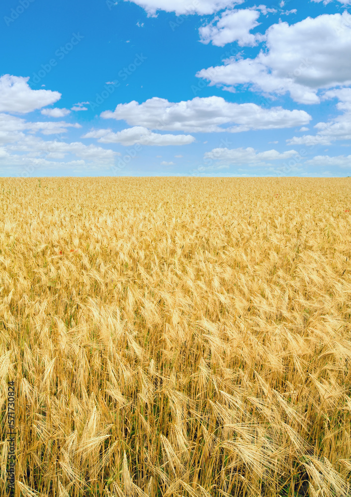 Beautiful summer wheat field and blue sky above.
