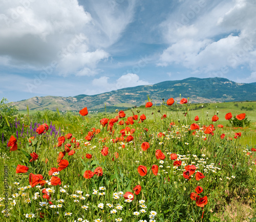 Beautiful summer mountain landscape with flowers .