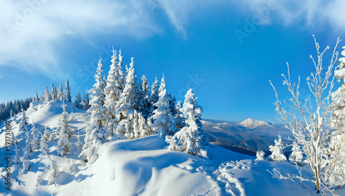 Morning winter calm mountain landscape with fir trees on slope (Carpathian Mountains, Ukraine).