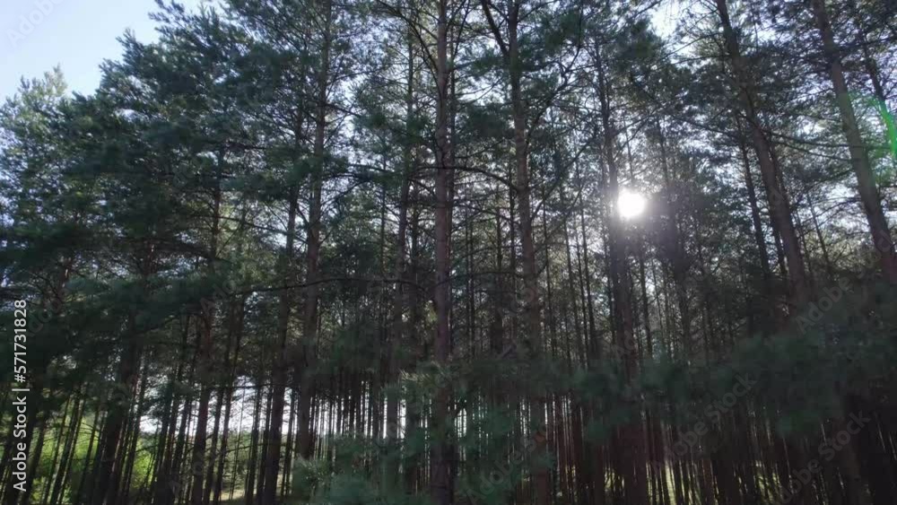 Pine forest in the morning. Sun shining through pine tree trunks. Pine forest in the morning. Sun shining through pine tree trunks.