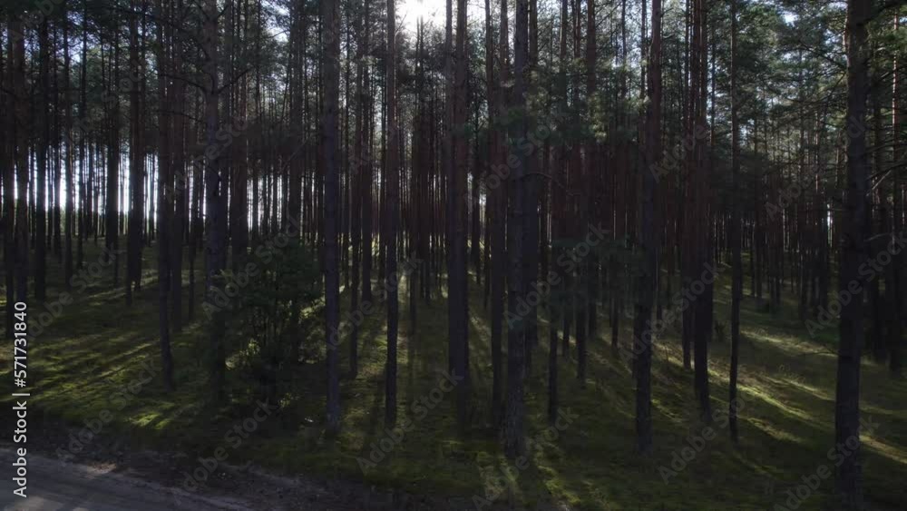 Pine forest in the morning. Sun shining through pine tree trunks. Pine forest in the morning. Sun shining through pine tree trunks.