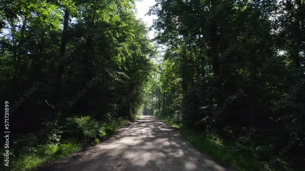 Oak forest in the morning sun. Walking path in the middle of an old oak forest on a beautiful summer day. Oak forest in the morning sun. Walking path in the middle of an old oak forest on a beautiful summer day.
