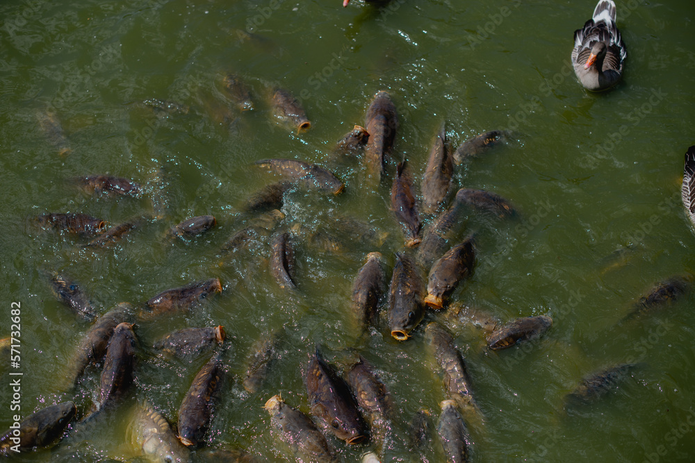 Fototapeta premium eine sehr große Anzahl von Fischen im See
