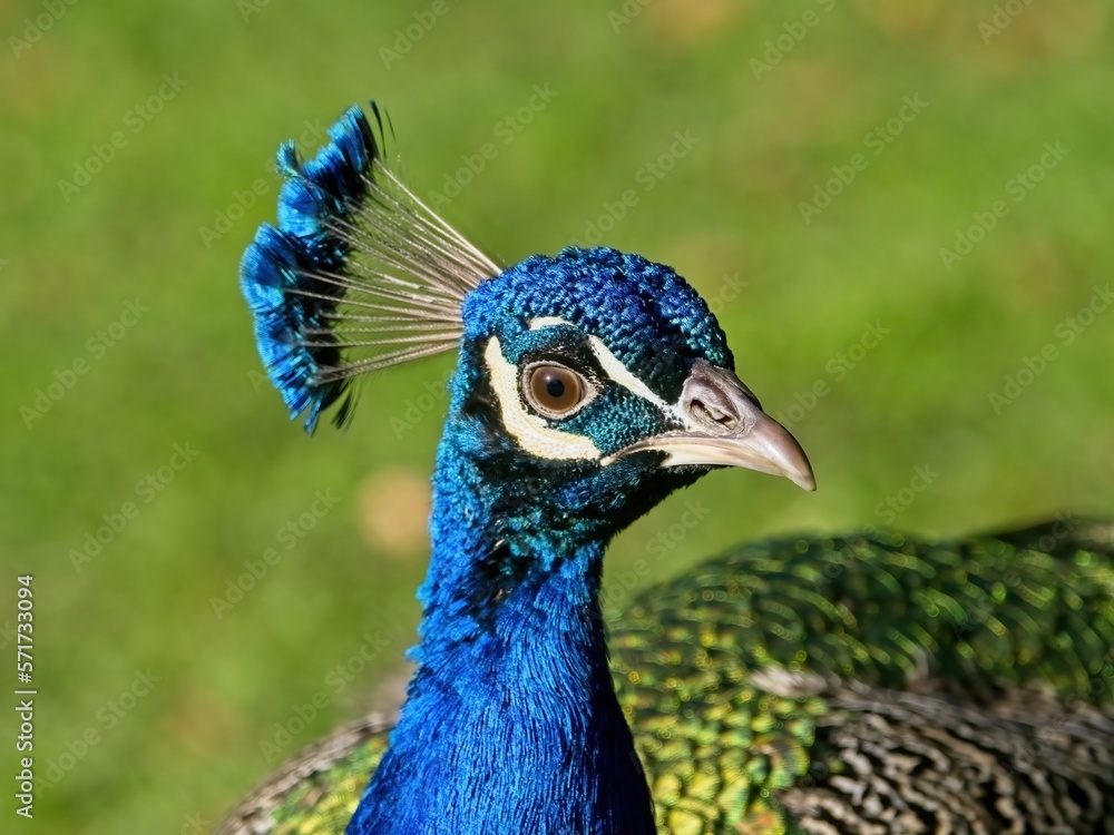 Peacock head close-up on a sunny spring day Peacock head close-up on a sunny spring day