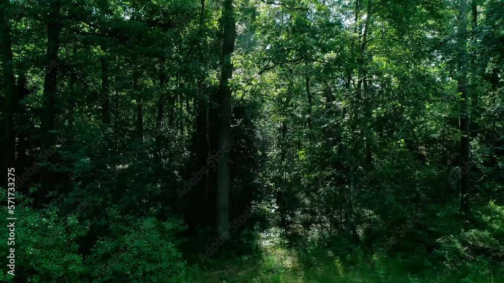 Oak forest in the morning sun. Walking path in the middle of an old oak forest on a beautiful summer day. Oak forest in the morning sun. Walking path in the middle of an old oak forest on a beautiful summer day.