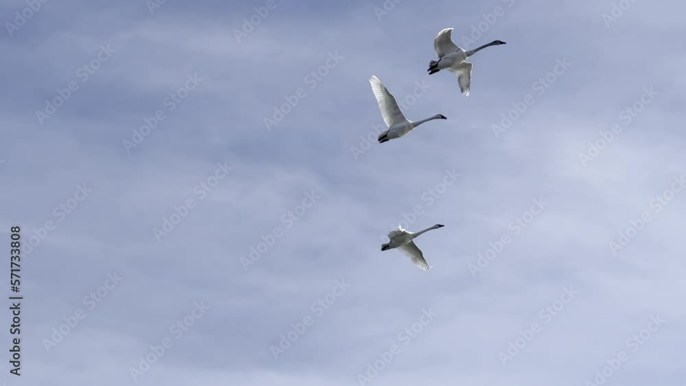 Three white trumpeter swans fly overhead with sun shining on their wings Three white trumpeter swans fly overhead with sun shining on their wings