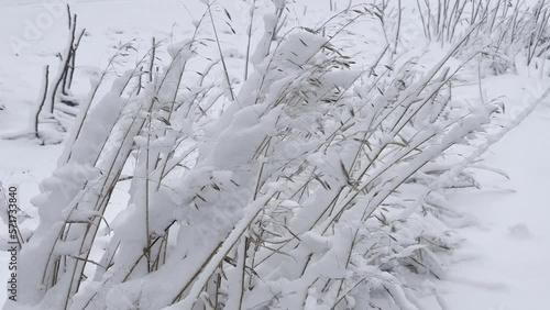 Winter grasses with thick snow covering sway in the wind
