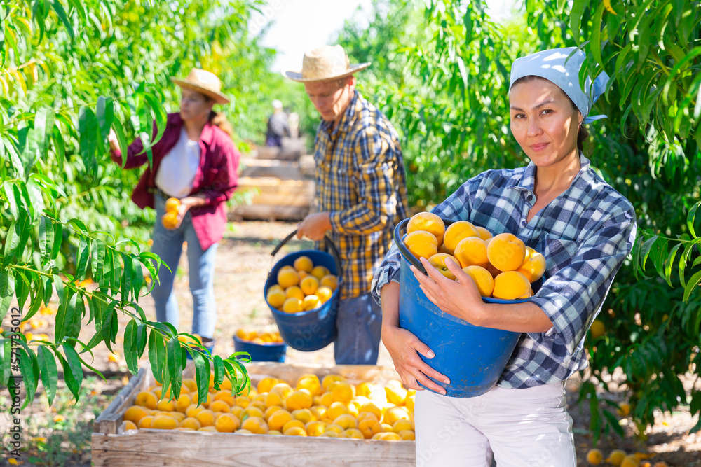 Obraz premium Portrait of smiling Asian woman working in farm orchard during summer harvest time, holding fresh ripe sweet peaches in bucket