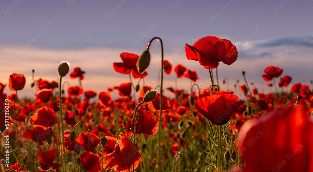 Obraz premium Anzac background. Poppy field, Remembrance, Memorial armistice Day. Poppies banner. Anzac banner. Remember for Anzac, Historic war memory.