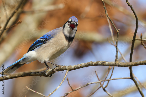 Blue jay perched in tree on sunny day against a blurry background. 