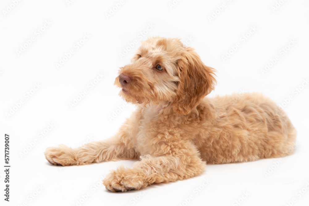 A golden cockapoo puppy isolated against a white background